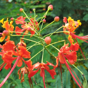 Caesalpinia Benthamiana